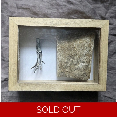 Very Rare Museum Grallator Jurassic Dinosaur Footprint Fossil Track Display Box